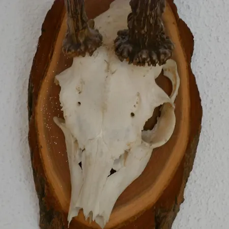 Vakantiehuis Knodel
